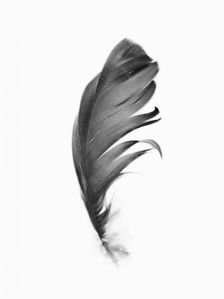 Feather od Kathrin Pienaar