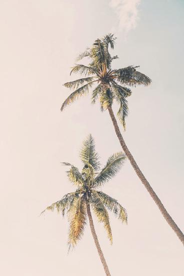 Tropical Palms