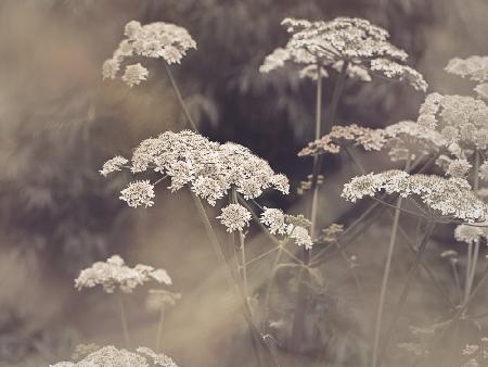 Wild Parsley