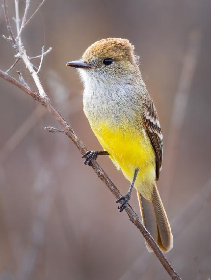 Galapagos Flycatcher