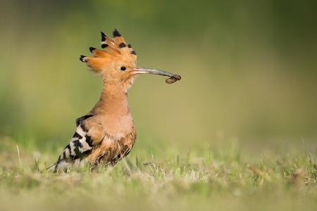 Hoopoe dinner