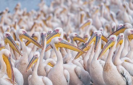 Migratory pelicans