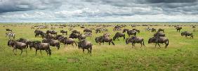 Great Migration in Serengeti Plains