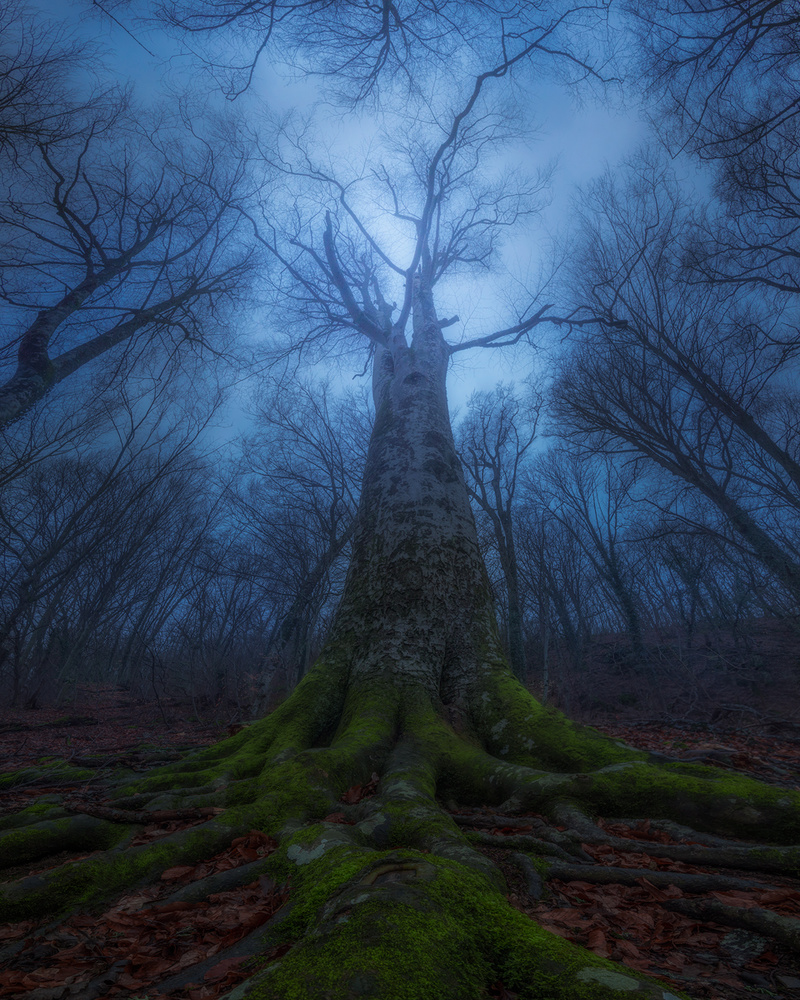 Evil Tree od Kirill Volkov