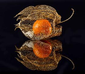 Physalis