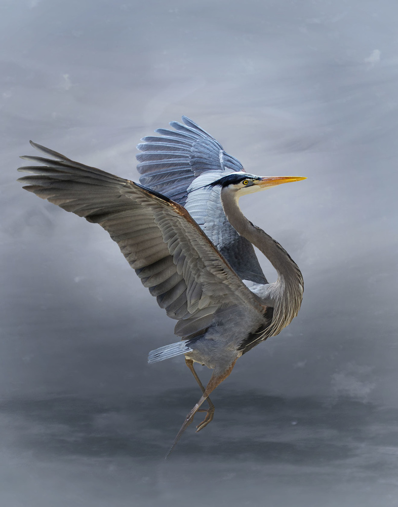 The Great Blue Heron od Krystina Wisniowska