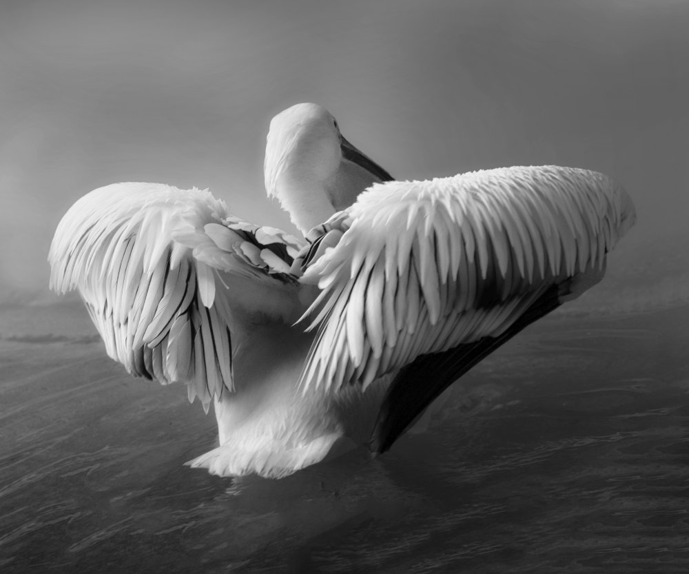 The Pelican od Krystina Wisniowska