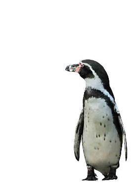tučňák - Kunskopie Kunstkopie