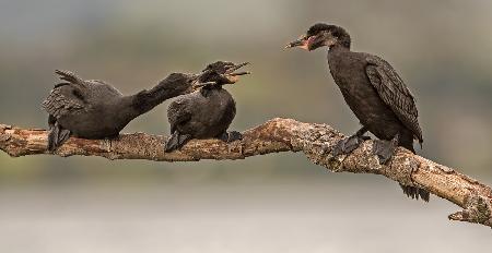 Little Pied Cormorant 13