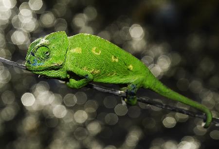 CHAMELEON