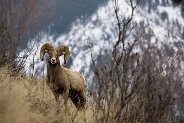 Rocky mountain bighorn sheep od Lance Lechner