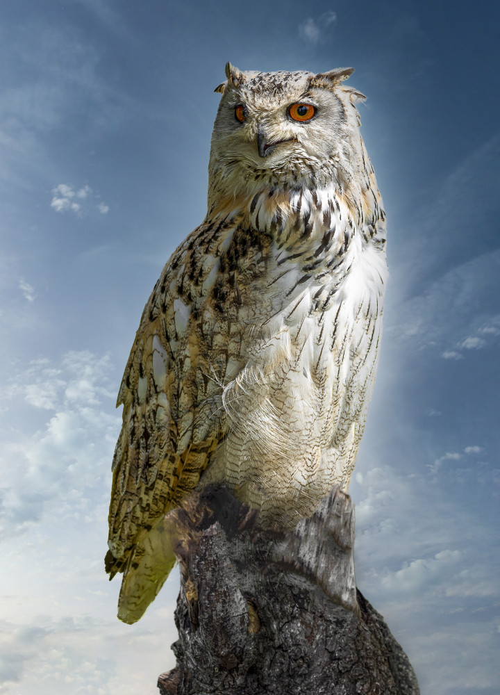 The Owl. od Laruelle Philippe