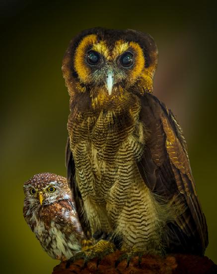 Owl