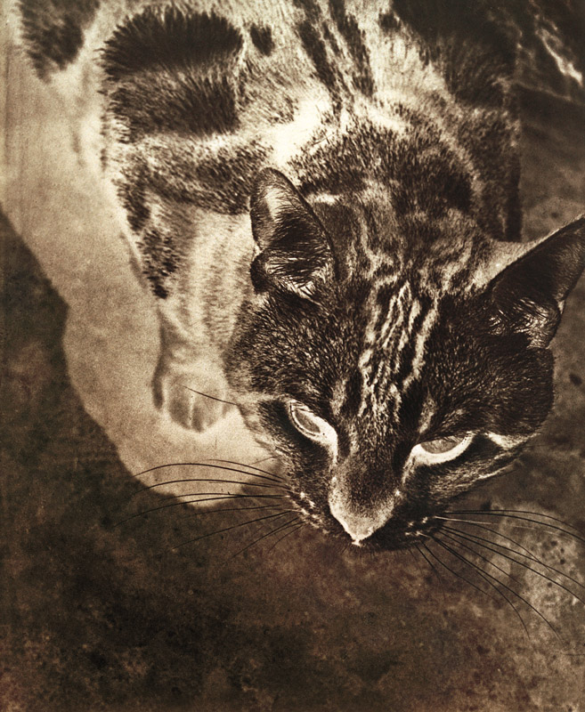 Katze (Negativ-Abzug) od László Moholy-Nagy