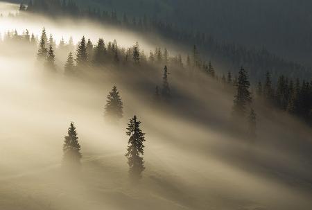 Golden fog