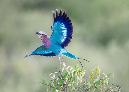 Lilac-breasted Roller