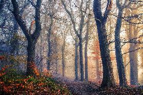 The Forest Path.