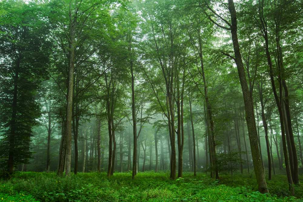 Forest View od Leif Løndal