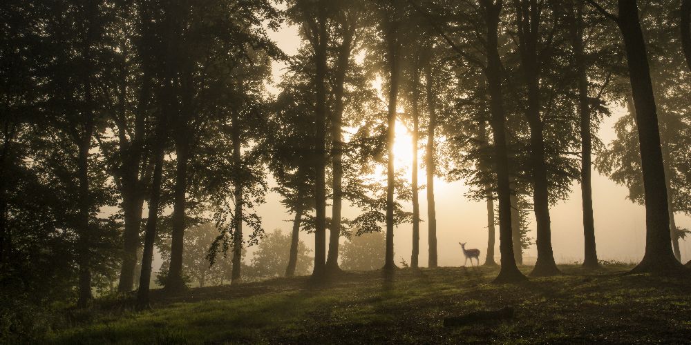 Deer in the morning mist. od Leif Løndal