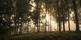 Deer in the morning mist.