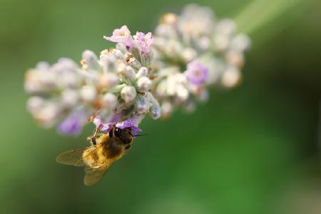 Bee on lavender