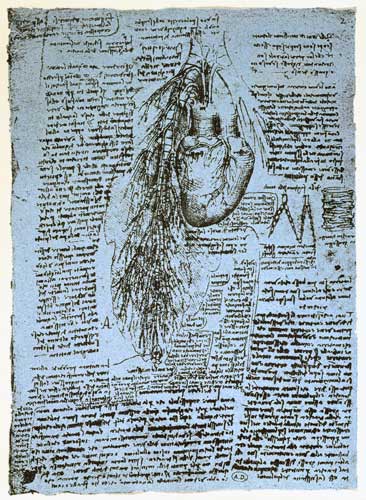 The Heart and the bronchial arteries, facsimile of the Windsor book  and od Leonardo da Vinci
