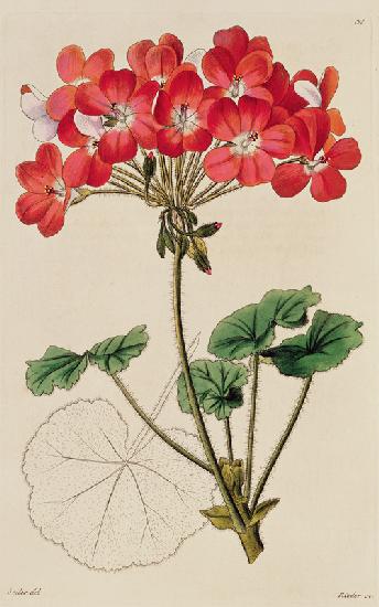 Pelargonium from `Neu Arten von Pelargonium'