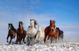 Mongolia Horses