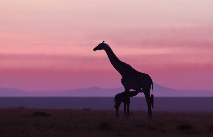 Good morning Masai Mara 7 od Libor Plocek