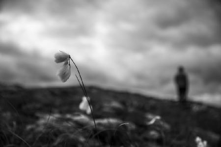 cottongrass