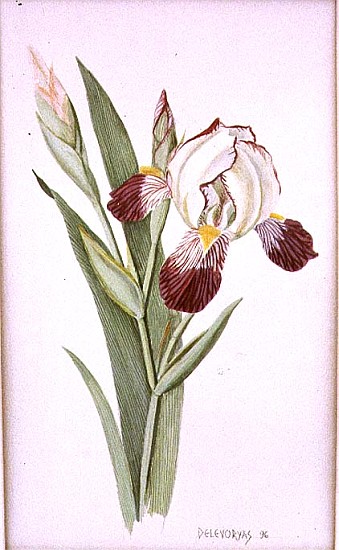 Botanical Iris, 1996 (w/c on paper)  od Lillian  Delevoryas