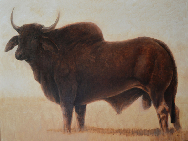 Brahmin Bull od Lincoln  Seligman
