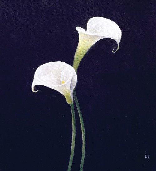 Lily (oil on canvas)  od Lincoln  Seligman
