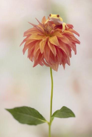 Albino Red Eyed Tree Frog on a Dahlia