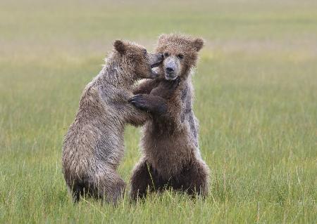 Bear Cubs Playing