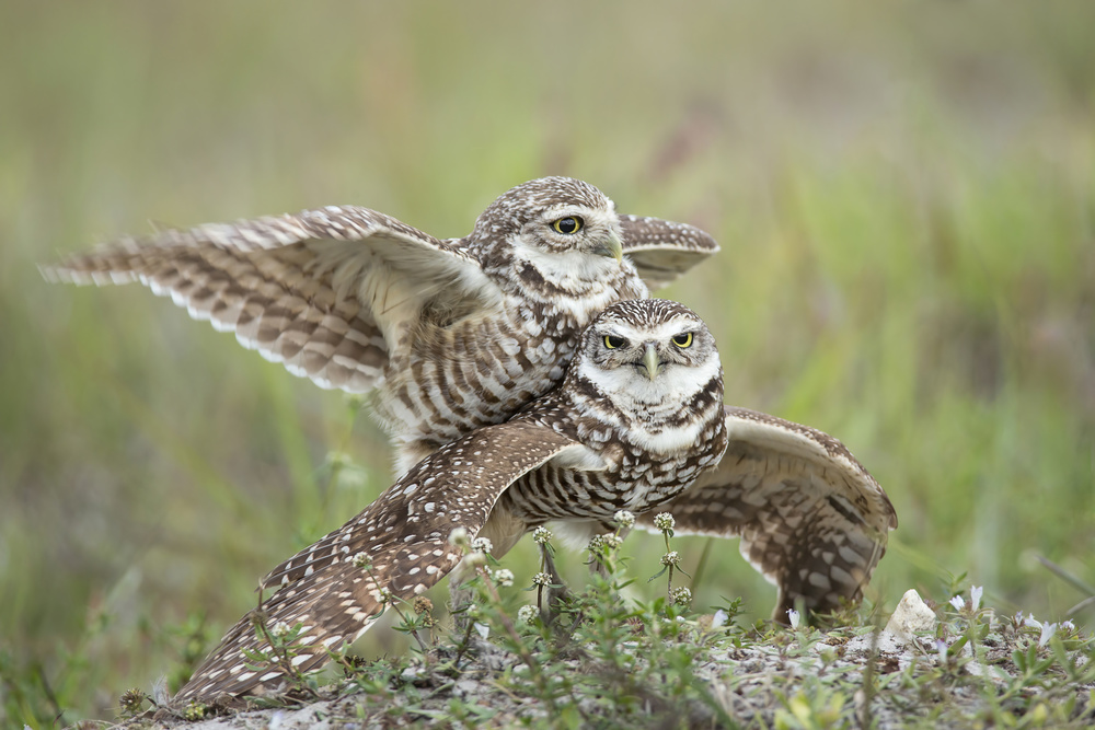 Burrowing Owls Love od Linda D Lester