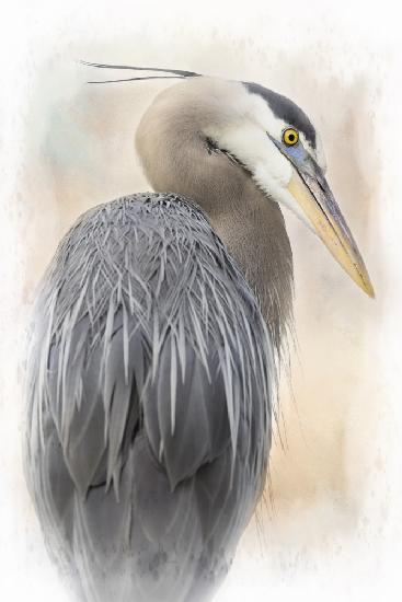 Great Blue Heron Portrait