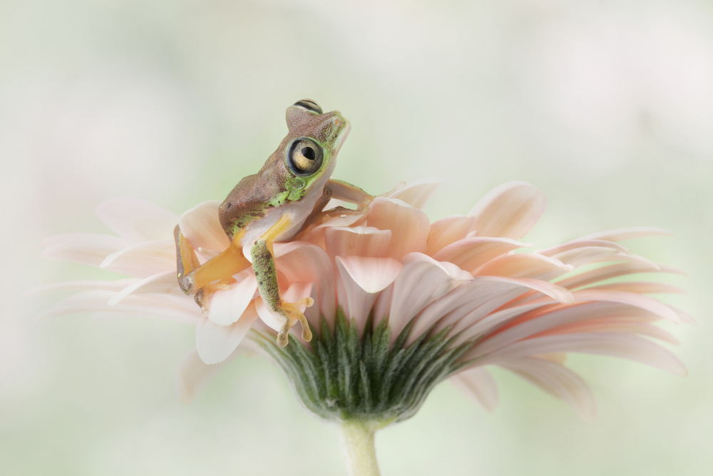 Lemur Frog on a Gerbera  Flower od Linda D Lester