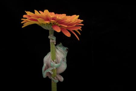 Whites Tree Frog Under Gerber Daisy