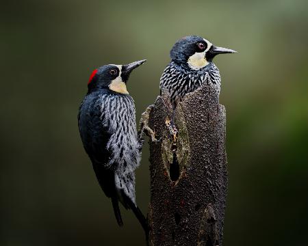 La pareja