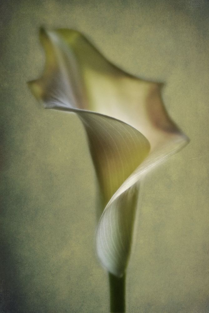 Calla Lily od Lotte Andersen