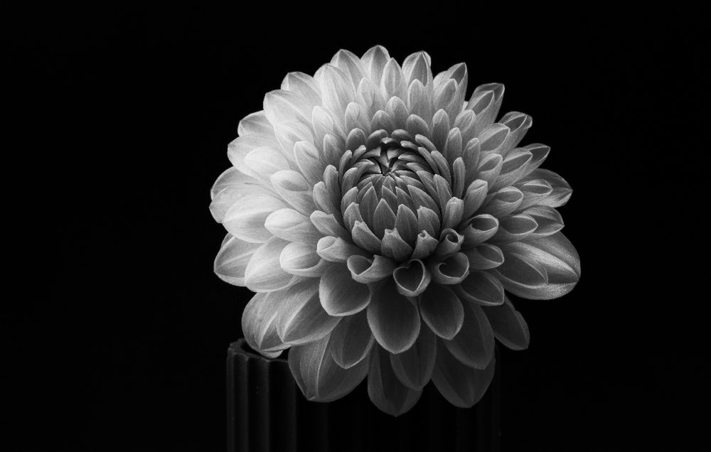 Dahlia od Lotte Gronkjaer