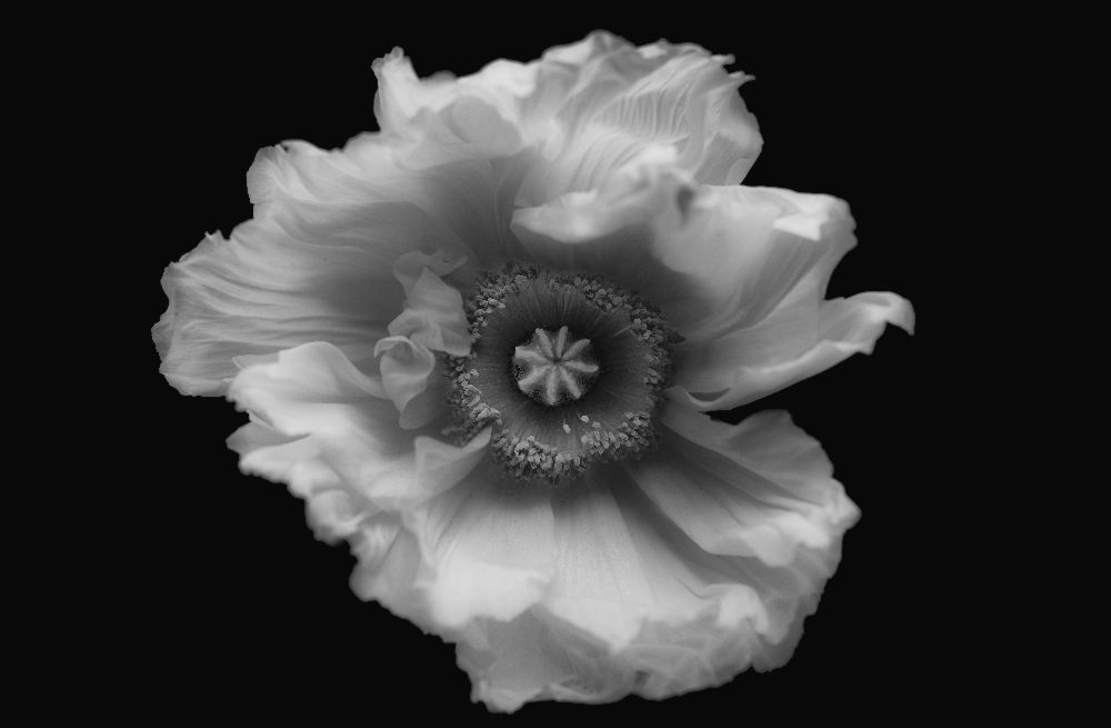 Poppy in mono od Lotte Gronkjaer