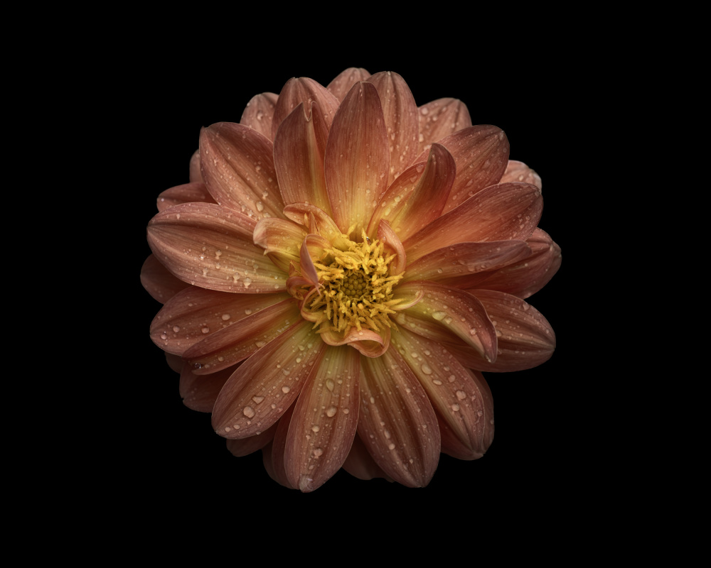 Dahlia od Lotte Grønkjær