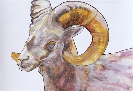 American Long Horn, 2004 (watercolour and acrylic on gesso on paper)  od Lou  Gibbs