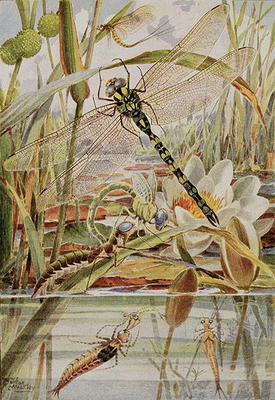 Dragonfly and Mayfly, illustration from 'Stories of Insect Life' by William J. Claxton, 1912 (colour od Louis Fairfax Muckley