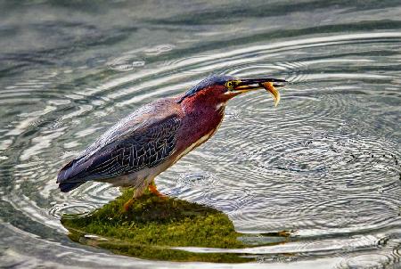 The Tadpole Diet