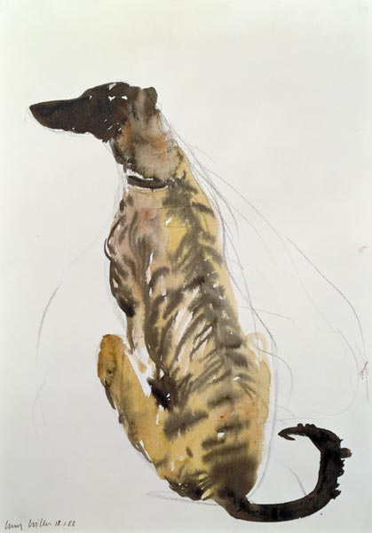 Lurcher Sitting, 1988 (charcoal and w/c on paper)  od Lucy Willis