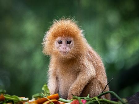 Baby lutung