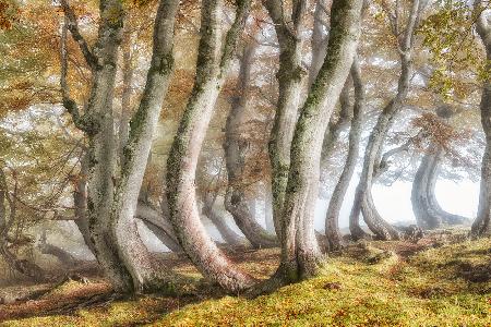 Bleeding beech trunks